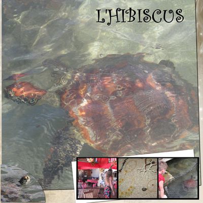 tortues a l'hibisucs
