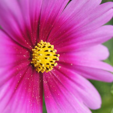cosmos-1