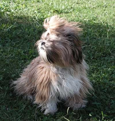 Mon shih tzu 7 mois ~ - Mes Shih Tzu Mon shih tzu 7 mois ~ - Mes Shih Tzu