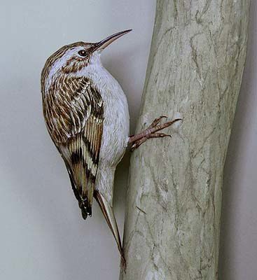 Bird-08