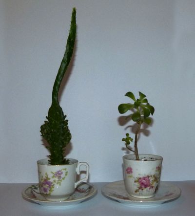 1431-tasse-plantes.jpg