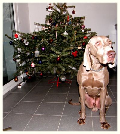 noel1