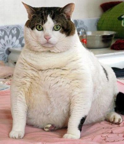 chat-obese.jpg