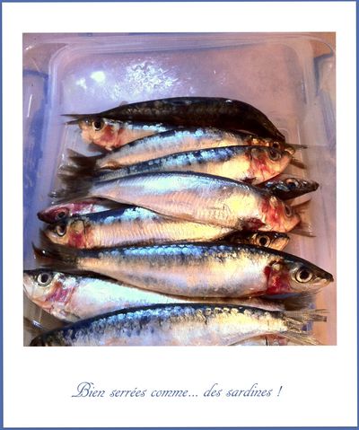 sardine-escabeche 5335