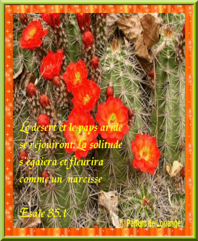 image-orange-3.gif
