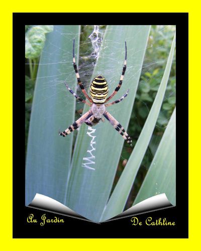 araignée à identifier 7 Août 2014 (45)