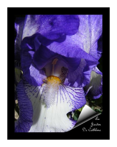 iris-blanc-bleu-30-avril-2014---25-.JPG