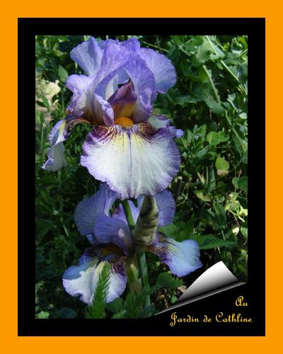 iris blanc bleu marron17 mai 2014 (59)