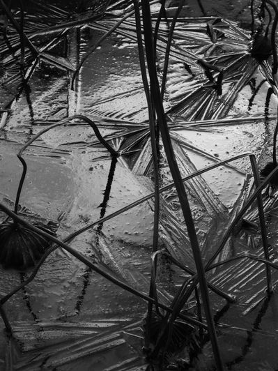 Lotus dans la glace