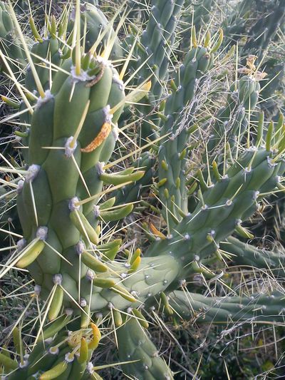 cactus san pedro