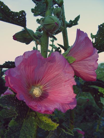 rose1.jpg