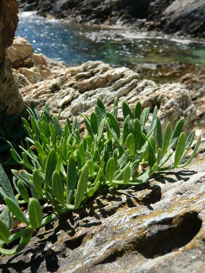 Crithmum maritimum Silvere Doumayrou