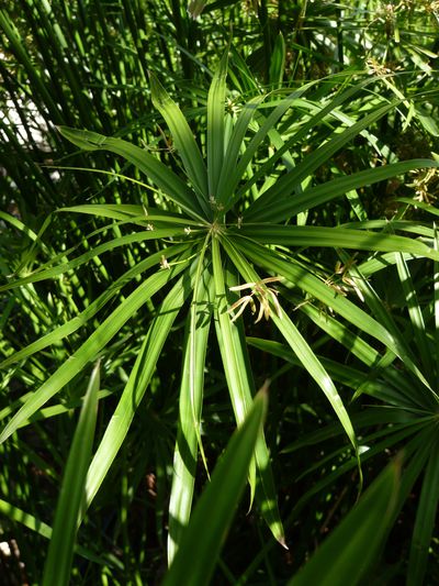 Cyperus alternifolius - 'Papyrus' - Silvere Doumayrou