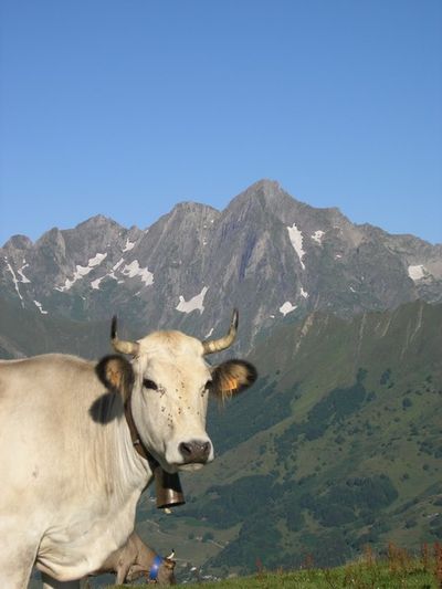 vaches gasconnes 04