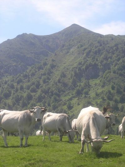 vaches gasconnes 05