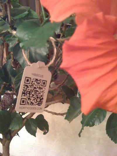 qrcode-hortycodes-hibiscus.jpg