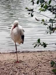 Ecoutez-les-oiseaux--02-.jpg