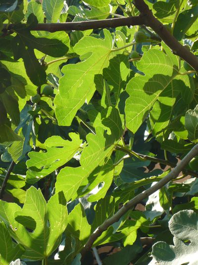 Ficus carica