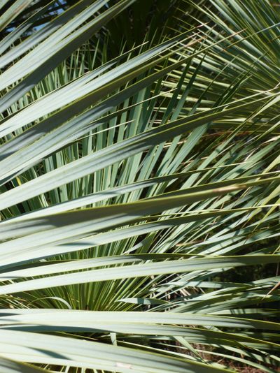 Yucca rostrata