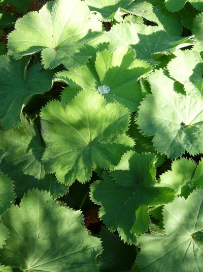Alchemille mollis Silvère Doumayrou