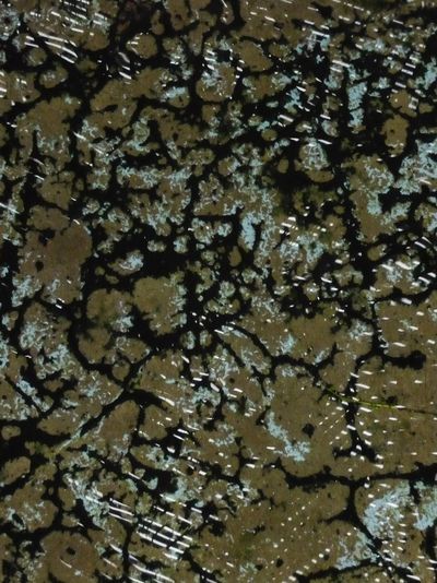 Algues noires dans bassin Silvère Doumayrou