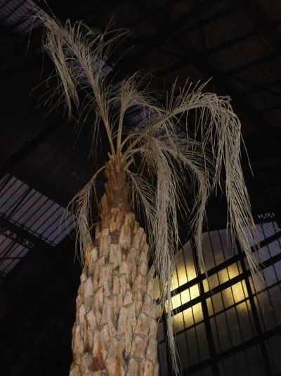 Butia yatay Gare de Lyon Silvère Doumayrou
