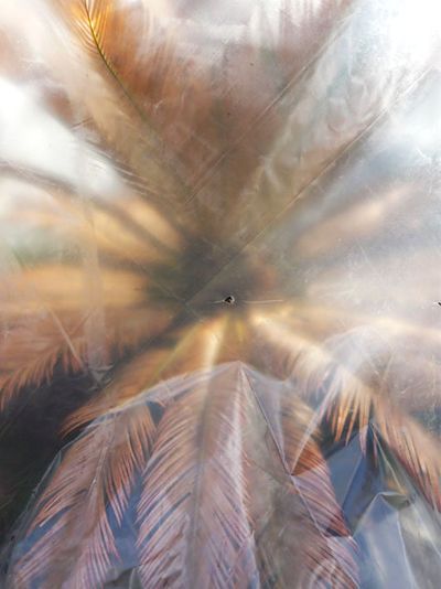 Cycas feuillage brûlé froid Silvère Doumayrou