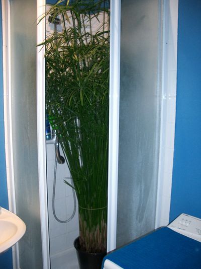 Cyperus alternifolius douche Silvère Doumayrou