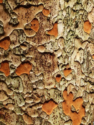 Ecorce Zelkova serrata Silvère Doumayrou