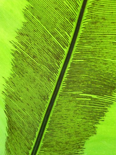 Feuille & spores d'Asplénium Silvère Doumayrou