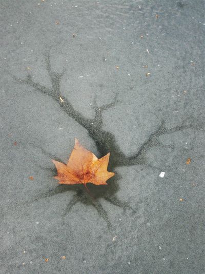 Feuille de Platane sur lac gelé Paris photo Silvère Douma