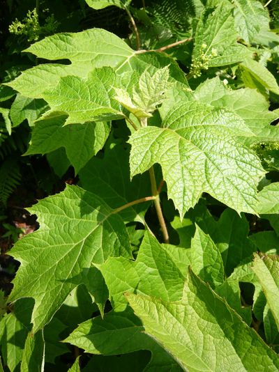 Hydrangéa quercifolia Silvère Doumayrou