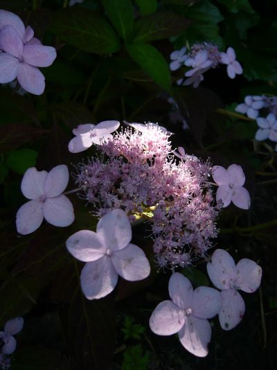 Hydrangéa serrata 'Blue Bird' Silvère Doumayrou