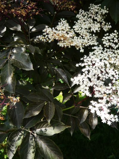 Sambucus nigra 'Black Lace' Silvere Doumayrou