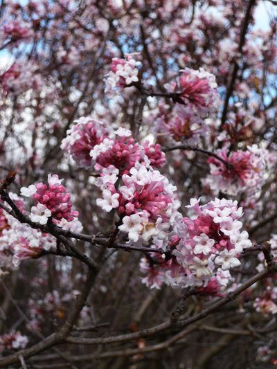 Viburnum bodnatense Silvere Doumayrou