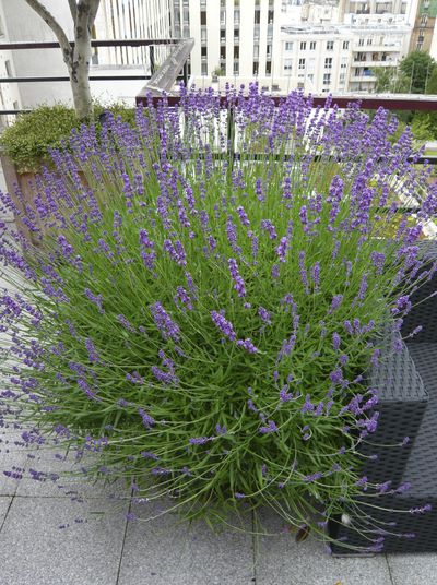 Lavandula angustifolia - Silvère Doumayrou