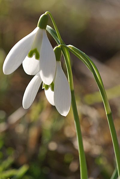 perce-neige 2