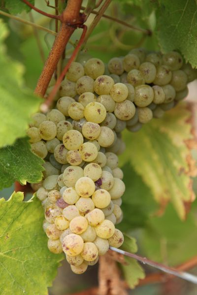 Chenin-Aulees.jpg