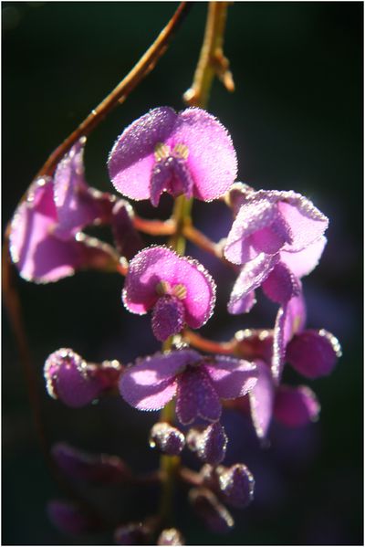 18-janvier-2010-fleurs-jardin-005.JPG