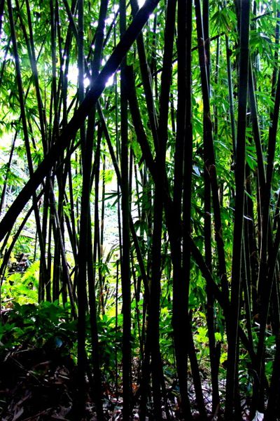080 bambous