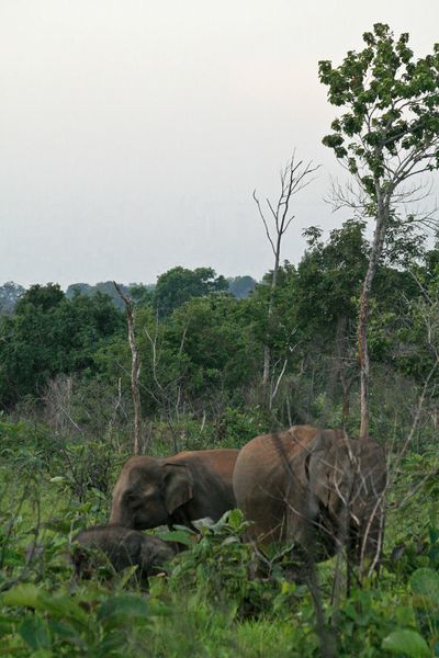 Sri Lanka J03 3 Elephants02