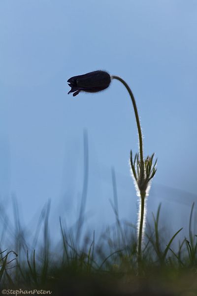 AnemonepulsatileMandelon.2.04-14.jpg