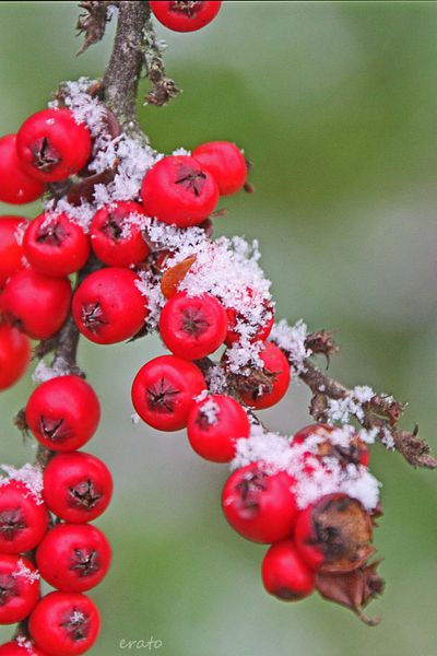 7-decembre-2012---neige-011a.jpg