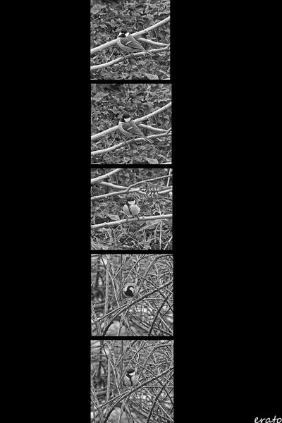 oiseaux-018a_modifie-1.jpgb_modifie-1.jpgc_modifie-1.jpg.jpg