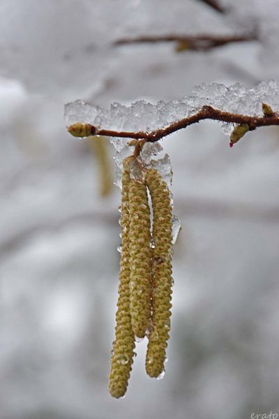 neige-043a.jpg
