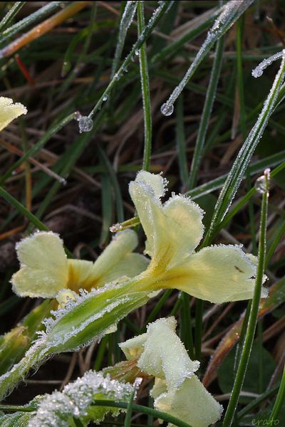 fleurs-021a.jpg