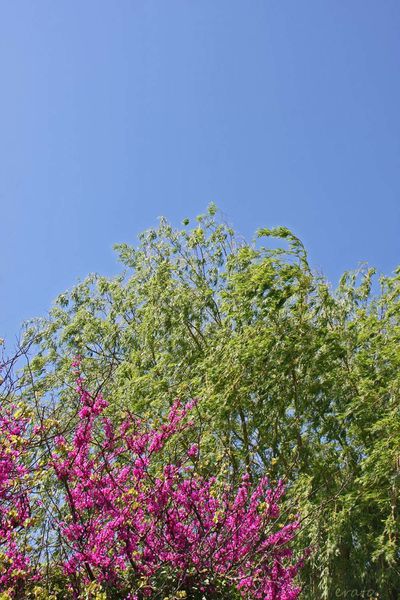 ciel-004a-copie-1.jpg