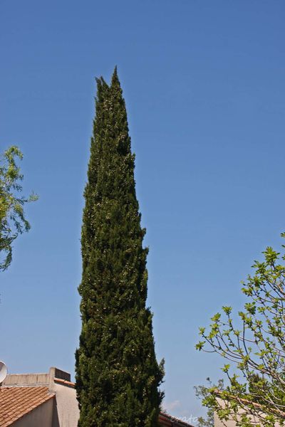 ciel-007a.jpg