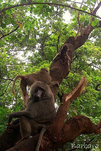 Tanzania 049