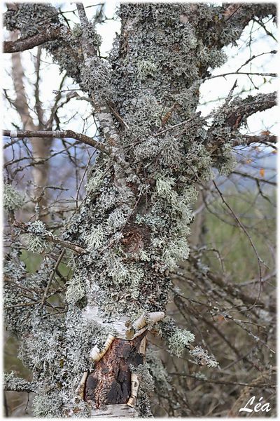 Nature-6939-lichens-600x900.jpg